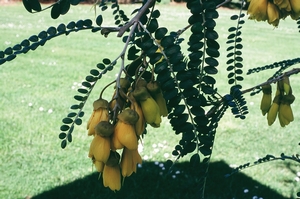 Weeping Kowhai